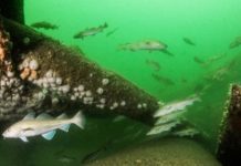 Tech: Oil rigs may end their days as valuable artificial reefs — (Report)