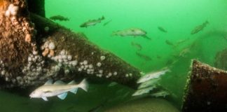 Tech: Oil rigs may end their days as valuable artificial reefs — (Report)