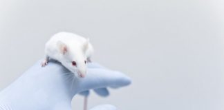 Study: Senolytic drugs reverse damage caused by senescent cells in mice — (Details)