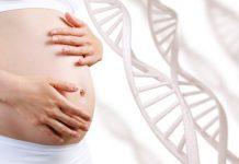 Research: Study in mice shows promise for treating genetic conditions during early stages of development —