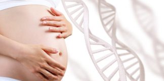 Research: Study in mice shows promise for treating genetic conditions during early stages of development —