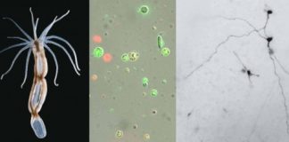 Research: The sea anemone, an animal that hides its complexity well —