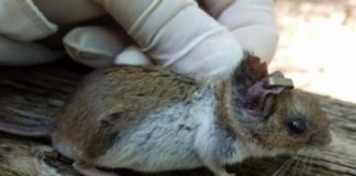 Research: Predators, acorns, & fragmentation regulate numbers of infected ticks —