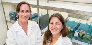 Research: In responding to predation risk, secondhand experience can be as good as new —