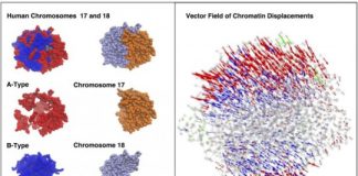Research: Scientists show how energy landscape algorithm details DNA’s interphase dynamics —