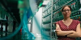 Study: Research traces roots of pediatric cancer using zebrafish — (Details)