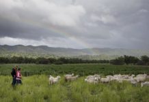 Research: In wildfire-prone California, grasslands a less vulnerable carbon offset than forests —