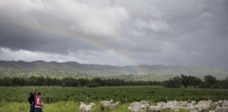 Research: In wildfire-prone California, grasslands a less vulnerable carbon offset than forests —
