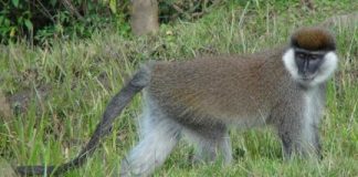 Research: Bale monkeys living in different areas have very different DNA —