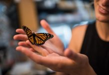 Research: Rising carbon dioxide levels pose a previously unrecognized threat to monarch butterflies —