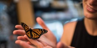 Research: Rising carbon dioxide levels pose a previously unrecognized threat to monarch butterflies —