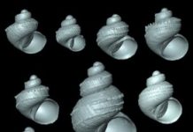 Research: New ‘scaly’ snails species group following striking discoveries from Malaysian Borneo —