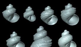Research: New ‘scaly’ snails species group following striking discoveries from Malaysian Borneo —