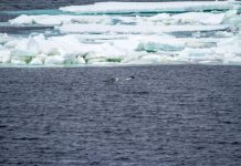 Research: Strengthening west winds close to Antarctica previously led to massive outgassing of carbon —