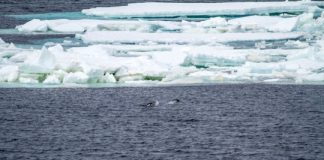 Research: Strengthening west winds close to Antarctica previously led to massive outgassing of carbon —