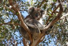 Research: What does the koala genome tell us about the taste of eucalyptus? New data provides insight into the marsupial’s unique feeding habits —