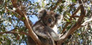 Research: What does the koala genome tell us about the taste of eucalyptus? New data provides insight into the marsupial’s unique feeding habits —