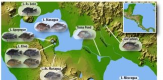 Research: Evolutionary outcomes can be predicted —