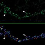 Study: What separates the strong from weak among connections in the brain — (Details)