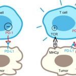 Study: Finding could bolster immune system’s defense against invading cancer cells — (Details)