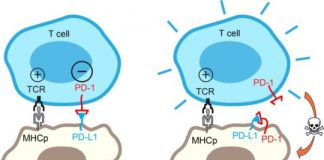 Study: Finding could bolster immune system’s defense against invading cancer cells — (Details)