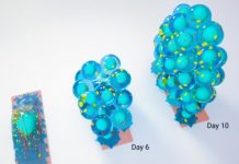 Research: Confined mature cells lose their specialized characteristics by sixth day and completely transition into re-deployable stem cells by 10th day —