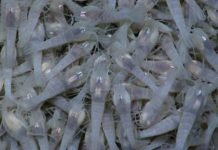 Research: Researchers propose new criteria for protecting deep-sea biodiversity —