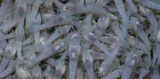 Research: Researchers propose new criteria for protecting deep-sea biodiversity —