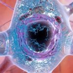 Study: Focus efforts on deadly shape-shifting tau protein — (Details)