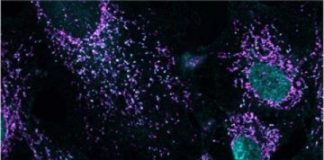 Research: Study clarifies dual role of protein that watches for cellular threats and repairs damage —