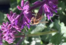 Research: Pesticides influence bee learning and memory —