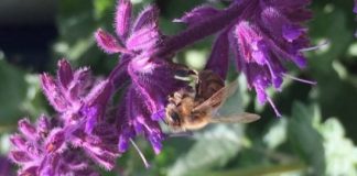 Research: Pesticides influence bee learning and memory —