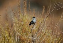 Research: If you build it, the birds will come — if it meets their criteria —