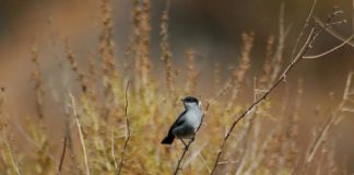 Research: If you build it, the birds will come — if it meets their criteria —