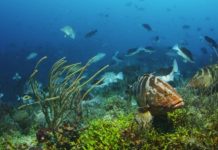 Research: Success of conservation efforts for important Caribbean Reef fish hinges on climate change —