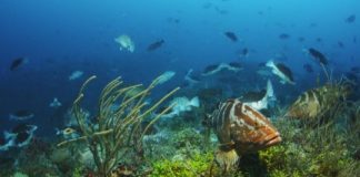 Research: Success of conservation efforts for important Caribbean Reef fish hinges on climate change —