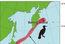 Research: Spectacled cormorant’s distribution much broader than previously believed —