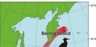 Research: Spectacled cormorant’s distribution much broader than previously believed —