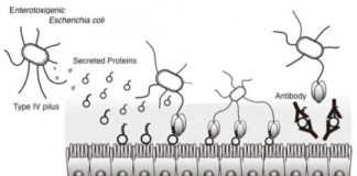 Study: Scientists clarify how E.coli bacteria attach to human intestines — (Details)