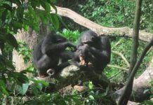 Research: Primates adjust grooming to their social environment —