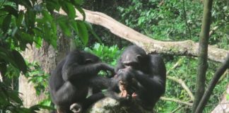 Research: Primates adjust grooming to their social environment —