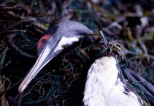 Research: LED lights reduce seabird death toll from fishing by 85 percent —