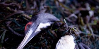 Research: LED lights reduce seabird death toll from fishing by 85 percent —