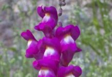 Research: Researchers find out how plants evolve diversity in the genes that prevent self-fertilization —