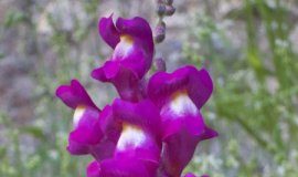 Research: Researchers find out how plants evolve diversity in the genes that prevent self-fertilization —