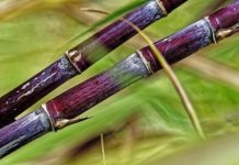 Research: The highly complex sugarcane genome has finally been sequenced —