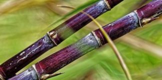Research: The highly complex sugarcane genome has finally been sequenced —
