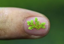 Research: Fern’s sequenced genome holds environmental promise —