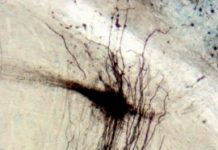 Research: A fish that subtracts its own electric signals to better ‘see’ through its murky habitat —