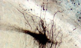 Research: A fish that subtracts its own electric signals to better ‘see’ through its murky habitat —